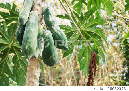 papaya in field. 38680398