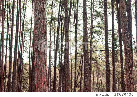 Pine trees in forest. 38680400