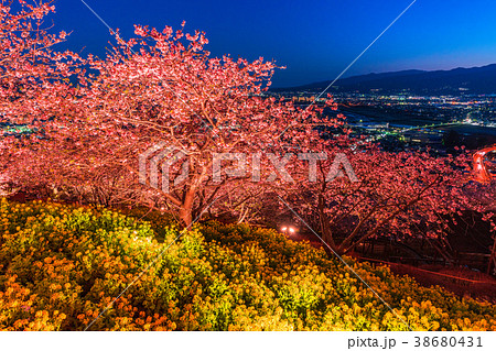 《神奈川県》夜桜の丘・松田町 38680431