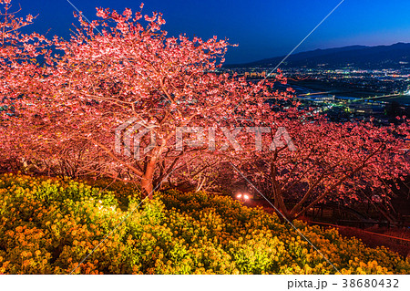《神奈川県》夜桜の丘・松田町 《神奈川県》夜桜の丘・松田町 38680432