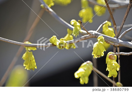 トサミズキ（土佐水木） 38680799