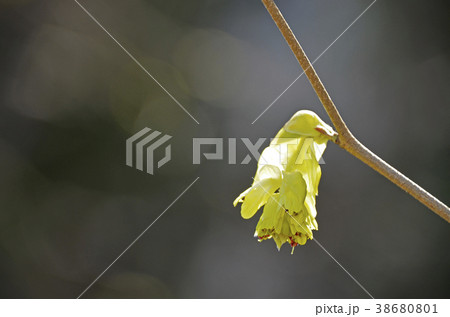 トサミズキ（土佐水木） 38680801