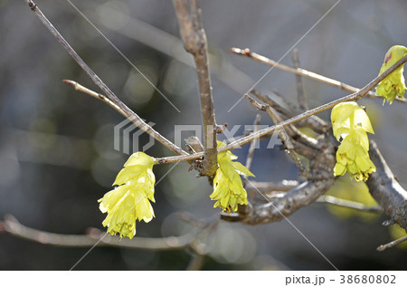 トサミズキ(土佐水木) トサミズキ(土佐水木) 38680802