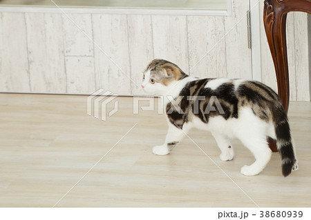 部屋で遊ぶ猫 38680939