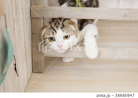 部屋で遊ぶ猫 部屋で遊ぶ猫 38680947