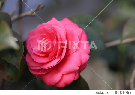 椿の花 椿の花 38681065