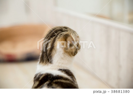 部屋で遊ぶ猫 部屋で遊ぶ猫 38681380