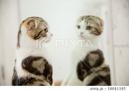鏡の前で遊ぶ猫 鏡の前で遊ぶ猫 38681385
