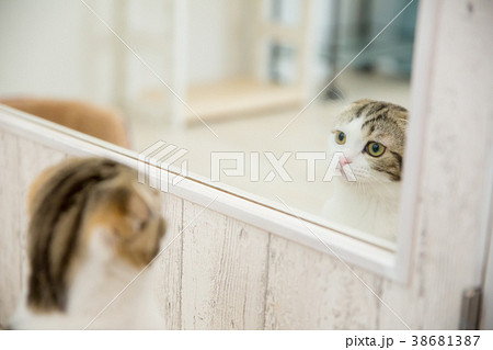鏡の前で遊ぶ猫 38681387
