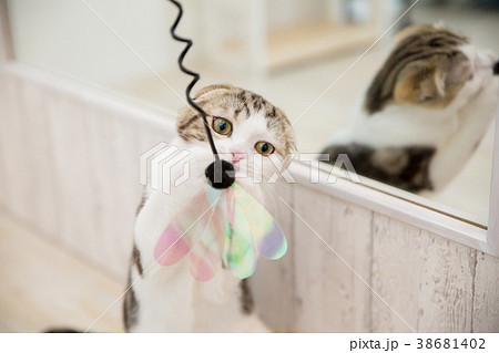 鏡の前で遊ぶ猫 38681402