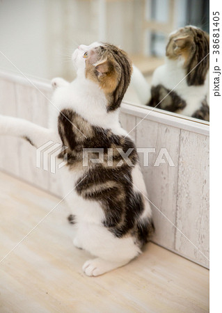 鏡の前で遊ぶ猫 38681405
