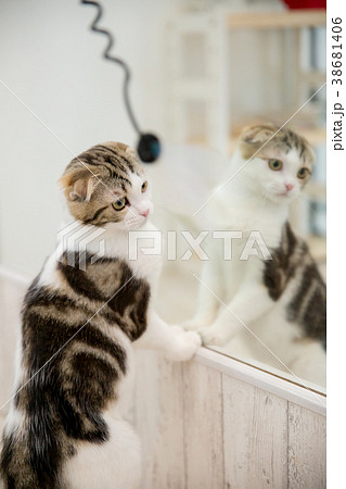 鏡の前で遊ぶ猫 38681406