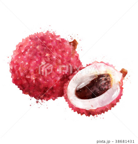 Lichi on white background. Watercolor illustration Lichi on white background. Watercolor illustration 38681431