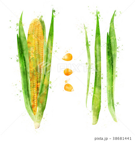 Corn on white background. Watercolor illustration 38681441