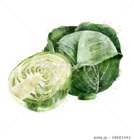 Cabbage on white background. Watercolor 38681442