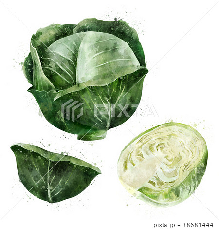 Cabbage on white background. Watercolor 38681444