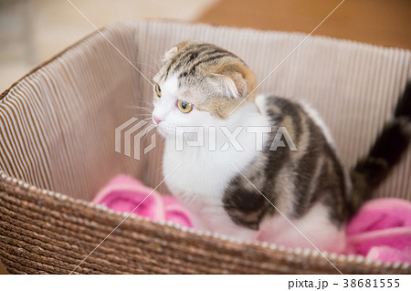 部屋で遊ぶ猫 38681555