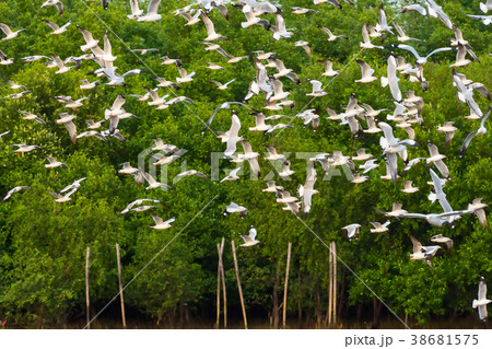 Group of seagulls flying over Bangpu sea Group of seagulls flying over Bangpu sea 38681575