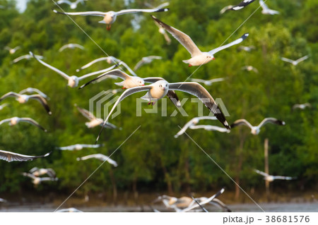 Group of seagulls flying over Bangpu sea Group of seagulls flying over Bangpu sea 38681576