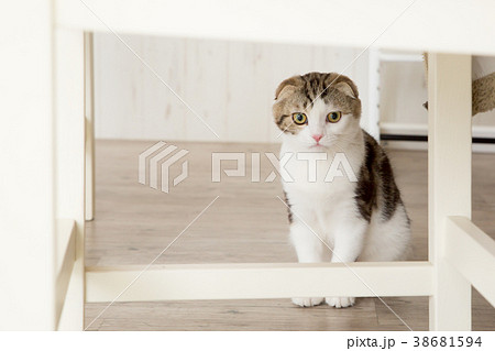 部屋で遊ぶ猫 部屋で遊ぶ猫 38681594