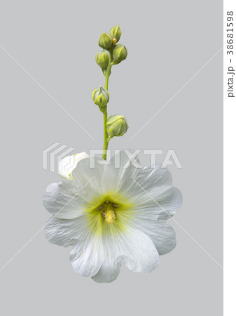 White mallow flower. White mallow flower. 38681598