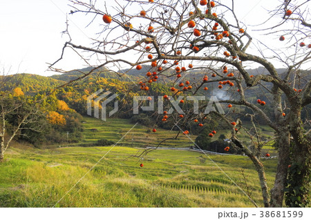 秋の棚田 38681599