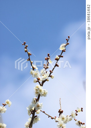 梅と青空　j 38681682