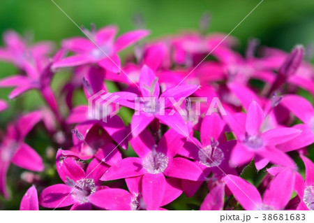 ペンタス 38681683