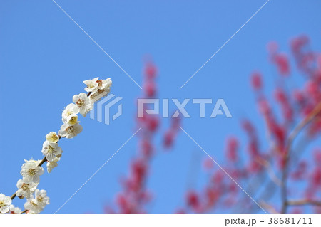 梅と青空 u 梅と青空 u 38681711