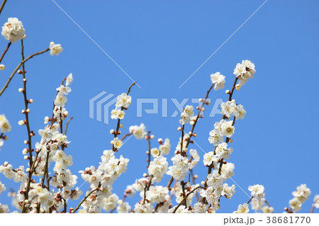 梅と青空 y 梅と青空 y 38681770