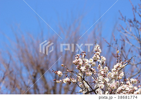 梅と青空 cc 38681774