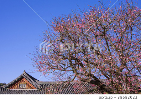 通度寺 梁山市 慶南 38682023