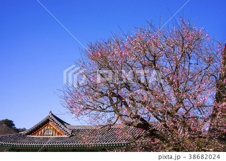 通度寺 紅梅 梁山市 38682024