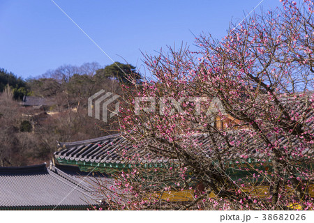 通度寺 紅梅 梁山市 38682026