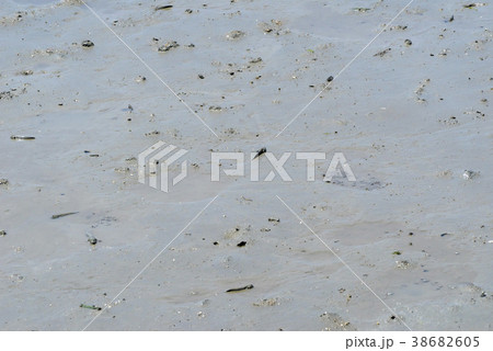 干潟 自然 風景 38682605