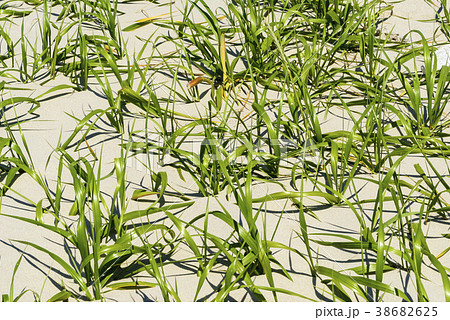 スローシティ 海 自然 38682625