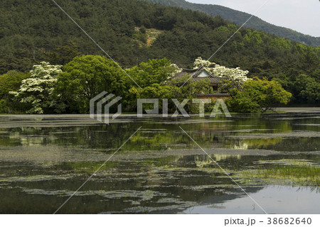 山 韓国 植物 38682640