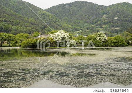 山 自然 木 38682646