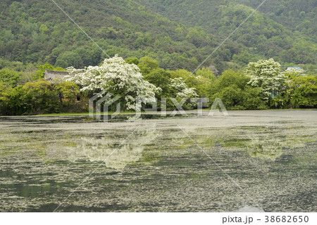 山 自然 密陽市 38682650