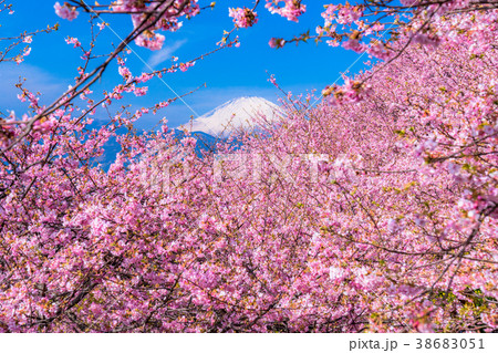 満開の河津桜と富士山 38683051