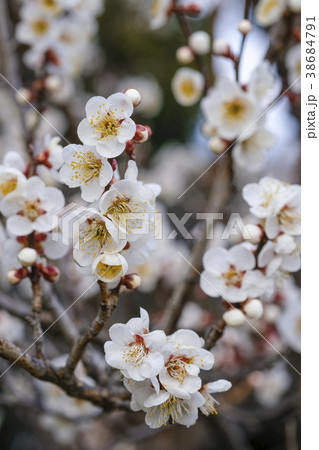 白梅 梅の花 偕楽園の梅 白梅 梅の花 偕楽園の梅 38684791
