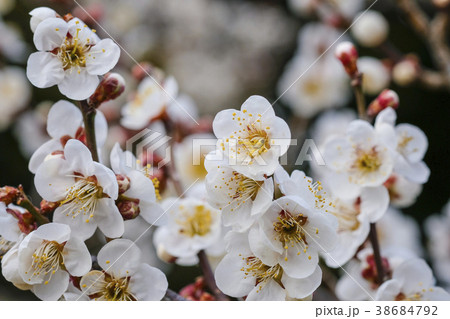 白梅 梅の花 偕楽園の梅 の写真素材