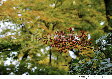 紅葉　紅葉　ナンテン 38684796