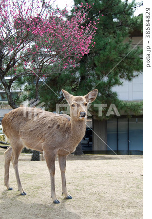 日本の風景～ピンクの花と鹿 38684829