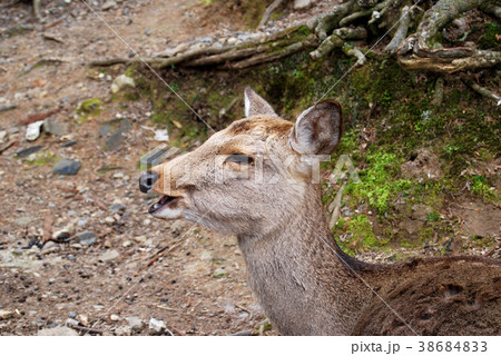 鳴いてる鹿 38684833