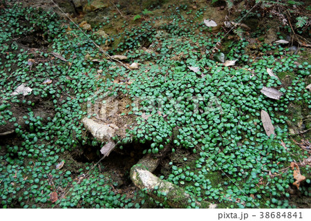深い森の小さな植物 38684841
