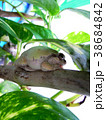 枝で眠るアマガエル 38684842