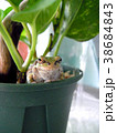 カエルくん～植木鉢でひと休み 38684843