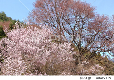 美しき桜の花　その201803　：　　花と植物が織りなす色紙　その201803 38685419