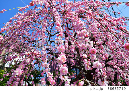 梅の花 梅の花 38685719
